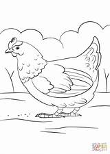 Gallina Kura Ayam Hen Gallinas Kolorowanka Poule Henne Kolorowanki Druku Couve Hühner sketch template