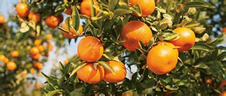 mandarins wonderful citrus