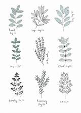 Print Ryn Herb Frank Choose Board Drawing Botanical Drawings sketch template