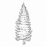 Tree Larch Clip Vector Illustrations Pine sketch template