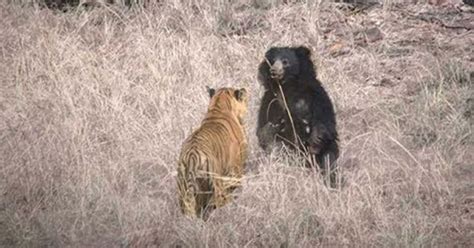 Tiger And A Sloth Bear Get Into An Epic Fight Wow Video