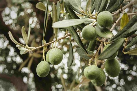 varieties  fruiting olive trees   grow
