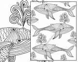 Coloring Pages Nautical Adult Whale Regirock Printable Colouring Sheet Getcolorings Print Zentangle Shell Color Digital Book Getdrawings sketch template