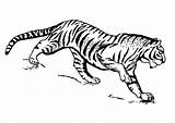 Tiger Tigre Colorare Tijger Kleurplaat Malvorlage Disegni Ausdrucken Dibujos sketch template