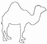 Camel Template Coloring Pages Print Head Camels Kids Coloringkids sketch template