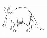 Aardvark Hormiguero Oso Colorear Cerdo sketch template