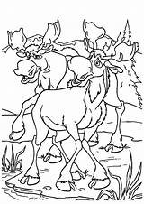 Moose Coloring Elk Pages Books Last Printable sketch template
