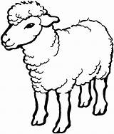 Sheep Lamb sketch template