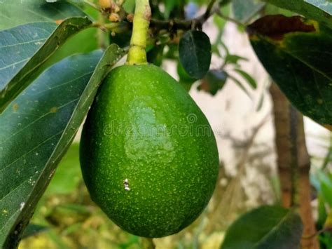 green avocado mentega stock photo image  hijau avocado