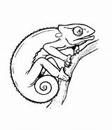 Chameleon Coloring Pages Chameleons Animal Kids Color Printable Drawing Template Kid Print Activities Woodworking Drawings Creative Detailed Carle Eric Cute sketch template