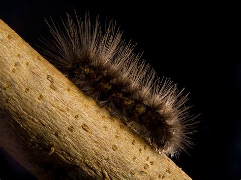 Closeup View Of Caterpillar Prickly Hairy Free Image Download