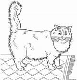 Coloring Cat Ragdoll Pages Printable Furry Realistic Cats Adults Print Colouring Color Supercoloring Kids Kitty Book sketch template