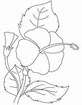 Coloring Hibiscus sketch template