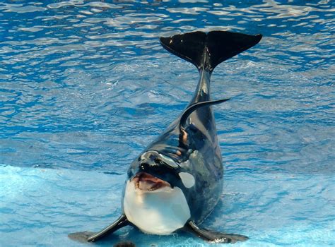 Seaworld Killer Whales In Hot Water After Breeding Ban – Immortal News