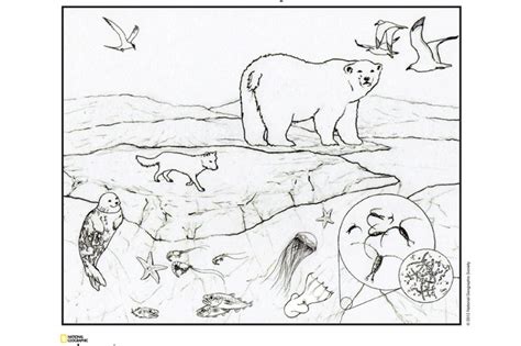 ecosystem coloring pages  printable coloring pages