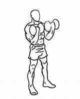Curl Bicep Clipart Biceps Pushdown Exercises Hammer Exercise Drawing Ca Triceps Webstockreview Cable Down Do Properly Tricep Getdrawings sketch template