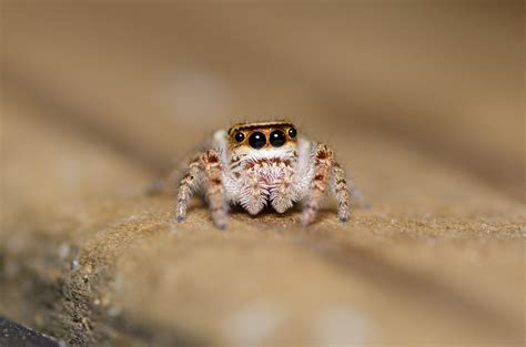 today   international jumping spider day post  cutest