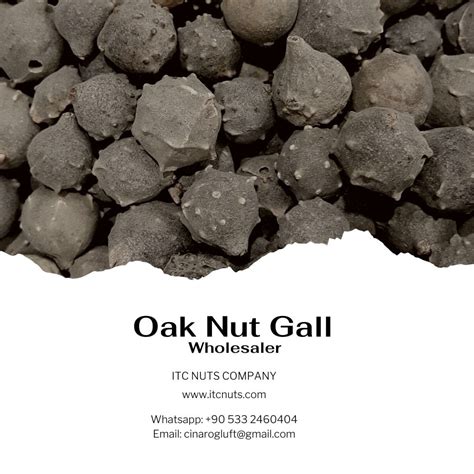 oak nut gall wholesaler  exporter company  turkey call  details