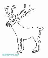 Elk Moose Step Getdrawings Drawing Antlers Coloring Pages sketch template