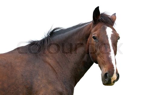 horse head isolated stock photo colourbox