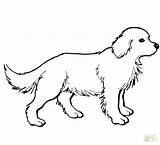 Coloring Pages Retriever Golden Getdrawings sketch template