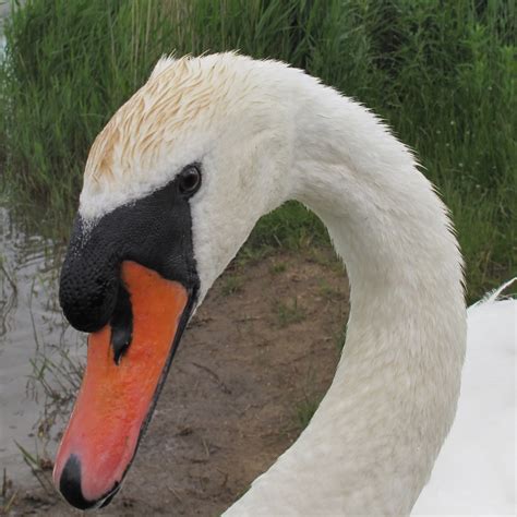 The Rattling Crow Mute Swan Colour Polymorphism