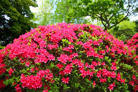 tips information  azaleas gardening