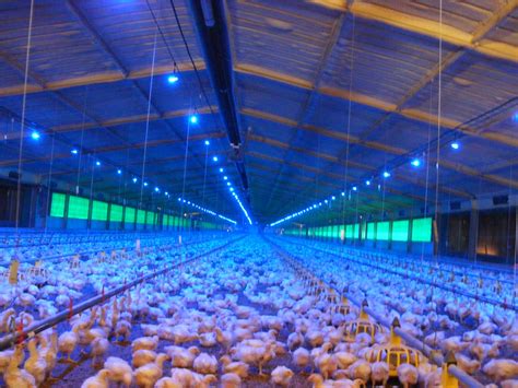 led lighting agrologic  poultry farming  pig raising