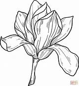 Magnolia Supercoloring Onlinecoloringpages sketch template