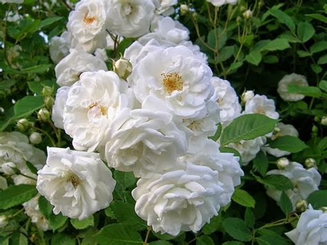 Kumpulan Gambar Bunga Mawar Putih Yang Cantik And Indah Blog