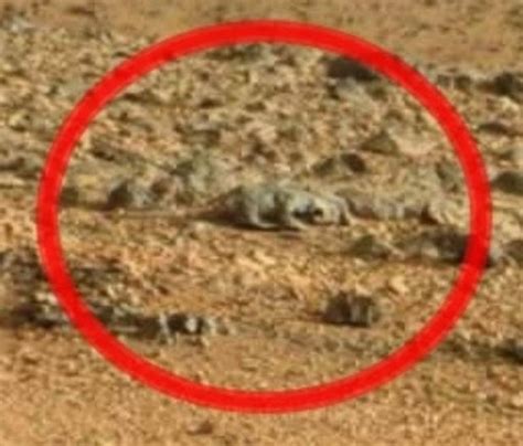 life on mars lizard spotted on the surface of the red planet metro