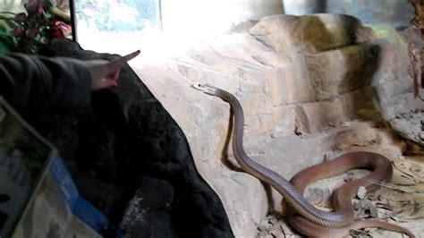 australian taipan snake  bites tourist youtube