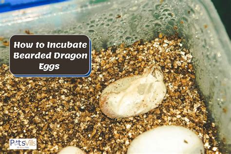 incubate bearded dragon eggs step  step guide