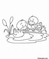 Baby Duckling Getdrawings Drawing Duck Coloring Pages sketch template