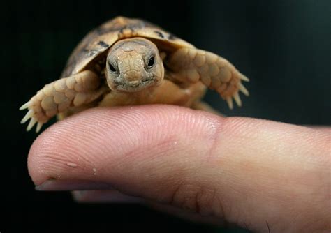 worlds  endangered freshwater turtles  tortoises time