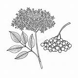 Elderberry Nigra Fruits Sambucus Blätter Betrages Skizze Handabgehobenen Illustrationen sketch template