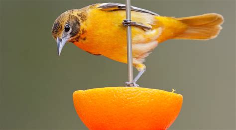 attract orioles    simple strategies  bird watching hq