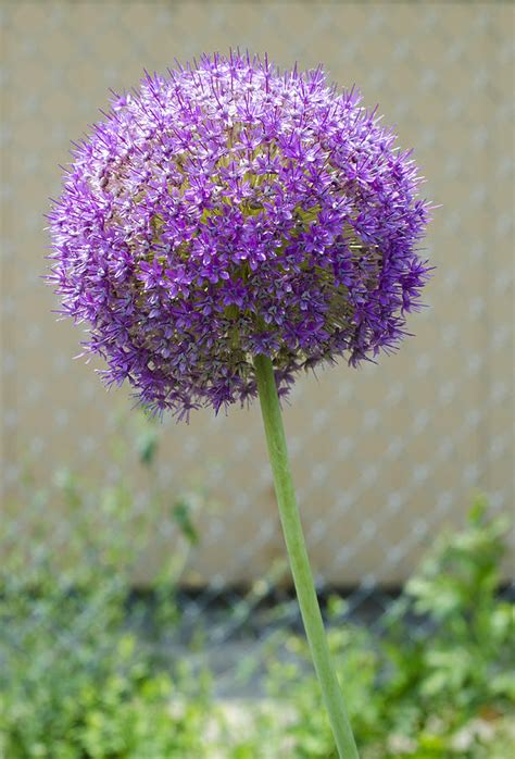 large  purple flower photograph  lynn hansen pixels