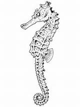 Seahorse Coloring Pages Realistic Adult Printable Color Template Categories Supercoloring Drawing Popular Online sketch template