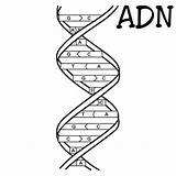 Adn Colorear Watson Estructura Cadena Nucleicos Acidos Crick Pinto Cadenas Biologia Molecular Starklx sketch template