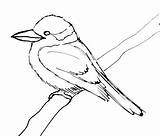 Kookaburra sketch template