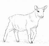 Agnello Colorare Disegno Lamb sketch template