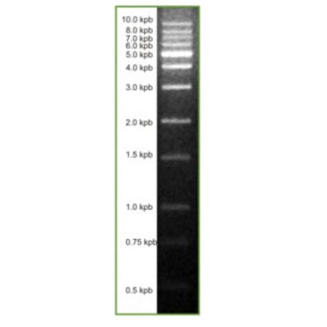 Marcador De Peso Molecular 1 Kb Dna Ladder