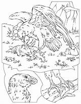 Coloring Pages Eagle National Geographic Golden Kids School Print Printable Animals Yellowstone Vacation Library Clipart Books Adler Bird Park Popular sketch template