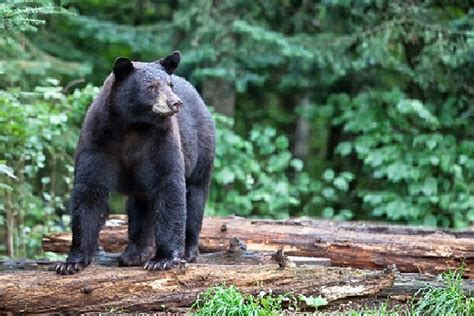 northeastern california black bear safari club international foundation