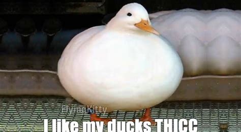 thicc duck funny pictures fresh memes funny