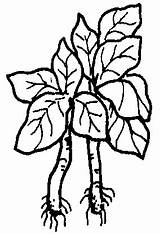 Bayam Mewarnai Sayur Sayuran Buah Menggambar Kartun Bbm Kawasan Sekolah Sekitar Laman Ilmu sketch template