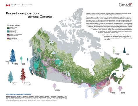 forest composition  canada vivid maps