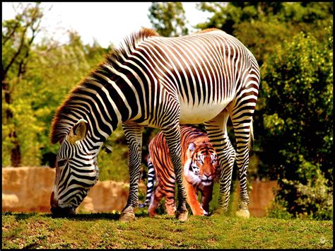 zebra  tiger   fun  photoshop     flickr