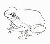 Frog Drawing Drawings Simple Frogs Tree Line Draw Realistic Life Easy Step Greenhouse Effect Cycle Coloring Jumping Illustration Getdrawings Sketch sketch template
